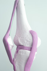 Human knee joint meniscus model