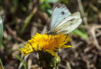 Butterfly on a dendelion