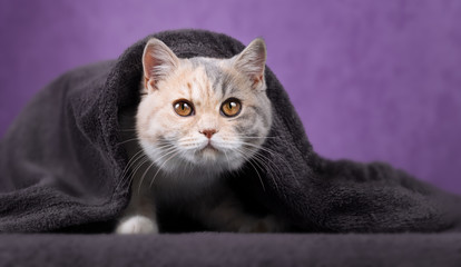 Niedliches Katzenkind guckt unter Decke hervor - lila-grau