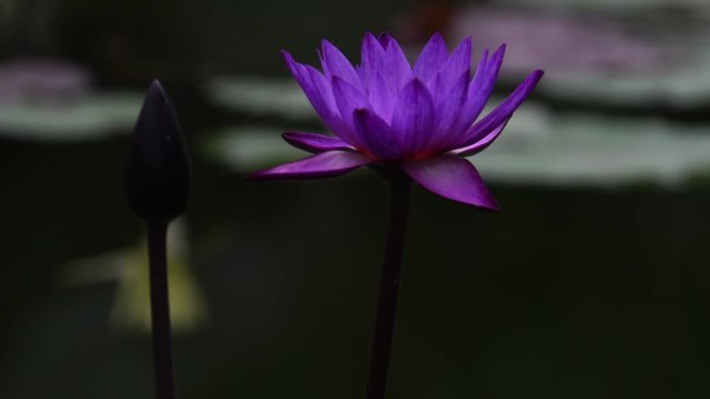 Lotus flowers and pond - video 4K UHD 3