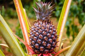 Pinapple in Uganda