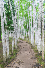 Obraz premium 白樺並木 / 北海道 美瑛町の風景