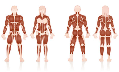 Male and female muscles - large muscle groups of men and women in comparison - front and back view - isolated vector illustration on white background.