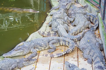 crocodile