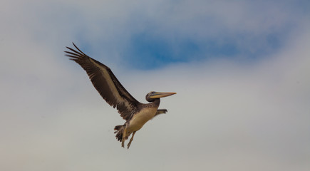 Pelican Spreading Its Wings