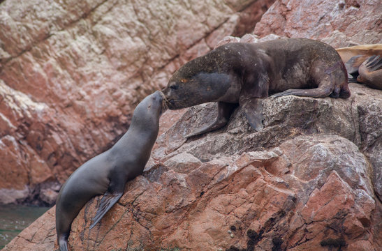 Seals Kissing