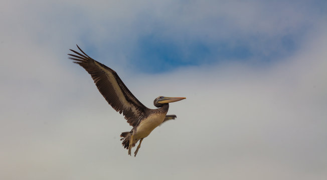 Pelican Spreading Its Wings