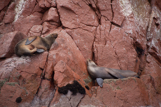 Lazy Seals Resting in Their Natural Habitat