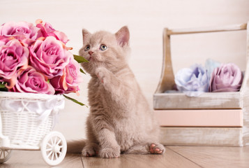 Fototapeta na wymiar Little playful Scottish kitten playing with flofer of rose