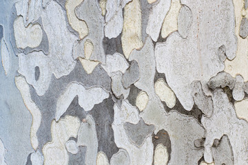 Texture of old light wood, tree, creative background