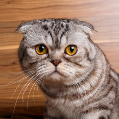 bicolor stripes cat with yellow eyes Scottish Fold