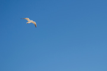 A small seagull hovers in the blue clear sky