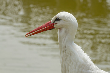 photo portrait of a White Stork