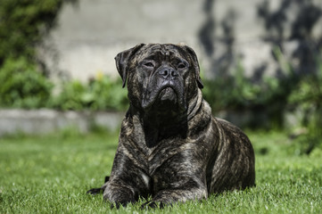 Hector der Bullmastiff