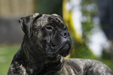 Hector der Bullmastiff