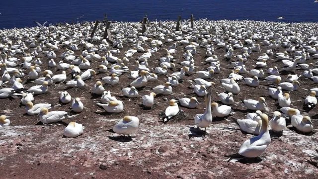 Overlook of white gannet bird colony nesting on cliff, flying, walking on Bonaventure Island in Perce, Quebec, Canada by Gaspesie, Gaspe region