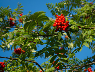 Red ashberry branch on a background of blue sky  in early autumn.