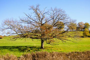 Tree in Autumn in the French countryside