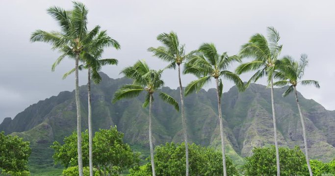 Hawaii nature landscape with Kualoa Mountain range and palm trees on Oahu, Hawaii, USA.