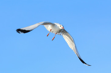 Seagull flying in the blue sky.