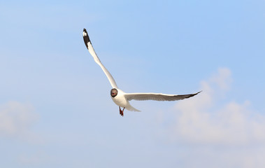 Seagull flying in the blue sky.