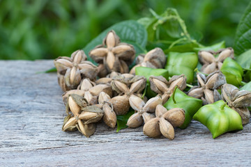 sacha inchi, sacha peanut, mountain peanut, Inca nut or Inca-peanut
