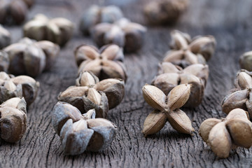 sacha inchi, sacha peanut, mountain peanut, Inca nut or Inca-peanut