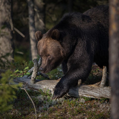 Fototapeta premium Out of the forest