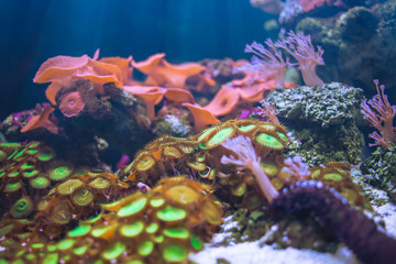 Sea Anemones beautiful underwater in ocean with sea coral garden and sea flower colorful nature in aquarium