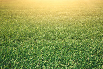 Fototapeta na wymiar green rice field with sunlight dramatic vintage color tone