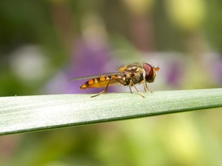 one little bug on the list