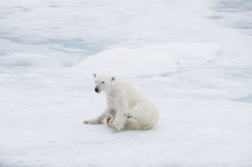 Naklejka na ściany i meble Polar bear walking on the ice.