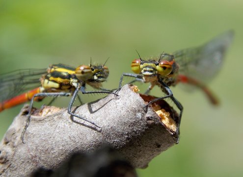 two small dragonfly on the branch