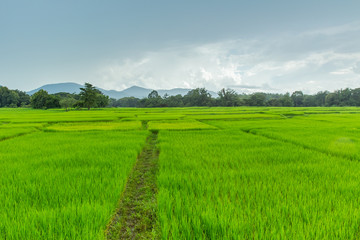 Fototapeta na wymiar Green Rice Field beautiful landscape of northern rural area countryside raining season in Thailand