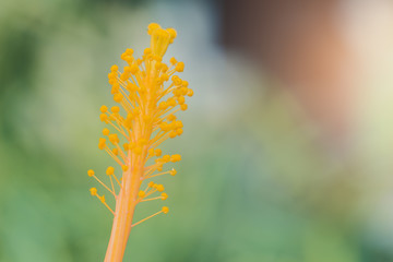 Hibiscus flower pollen