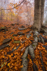 Roots of a tree with autumn leaves in Montseny