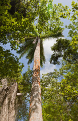 Fototapeta premium Royal Palm tree on Mastic Trail, Grand Cayman Island