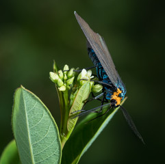 Yellow Collared Scape Moth