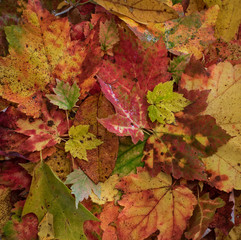 Fall leaves on woods floor close