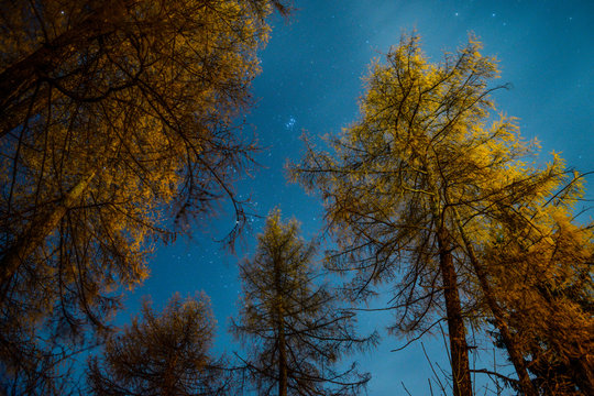 Trees and stars