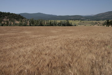 Fototapeta premium Highlights from village life, Kutahya, Turkey