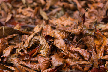 fall season nature background concept dry leaf drop on the ground