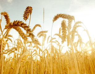 Beautiful golden wheat field with sun setting late summer