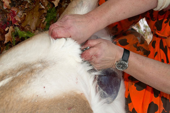 Hunter eviscerating a white tailed deer