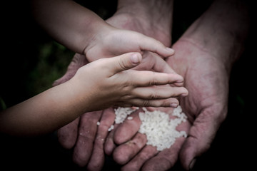 Two palms men stacked together. The palms is a lot of rice grains. Children's hands over the palms
