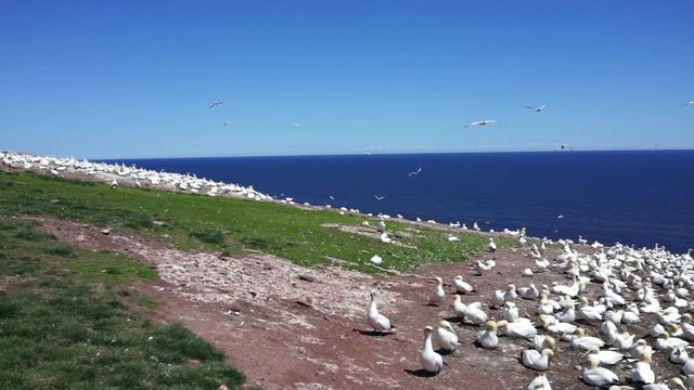 Panning overlook of white gannet bird colony nesting on cliff, flying, walking on Bonaventure Island in Perce, Quebec, Canada by Gaspesie, Gaspe region