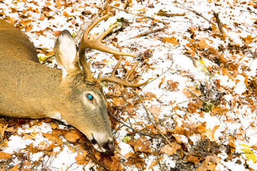 Dead white tailed deer stag carcass