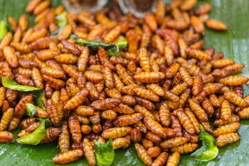 Fried insects crispy silk worm - popular insects snack cheap high protein and low fat food popular in Thailand and many asian country