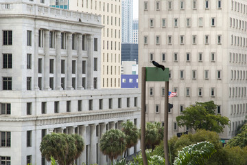 Miami Downtown Skyscrapers