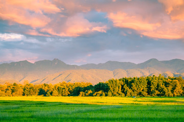 Obraz premium Beautiful sunset and dark clouds on rice fields with trees and big mountain background in Phrae Thailand.